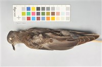 藏品(金背鳩)的圖片